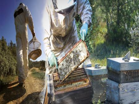 Visite du théâtre aux abeilles à la miellerie des Clauses à Montseret