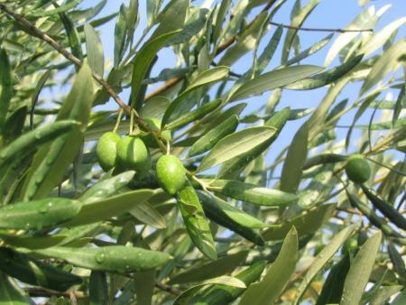 La visite de l'odyssée de l'olivier