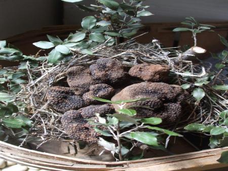 Week-end découverte de la truffe en Aude Pays Cathare