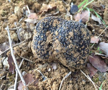 Séjour découverte de la truffe noire en Cabardes
