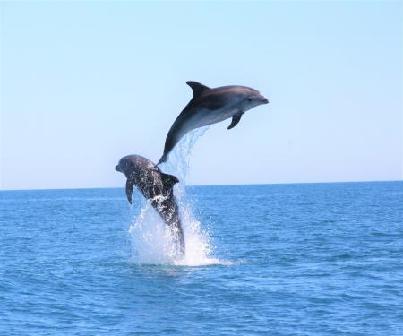 Découvertes des baleines et dauphins