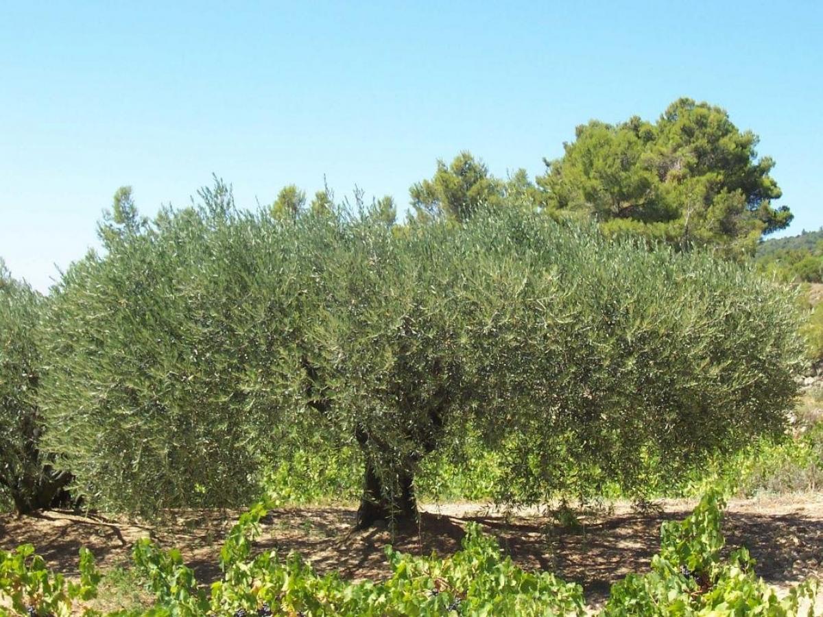 Le goût du sud : vin miel olive